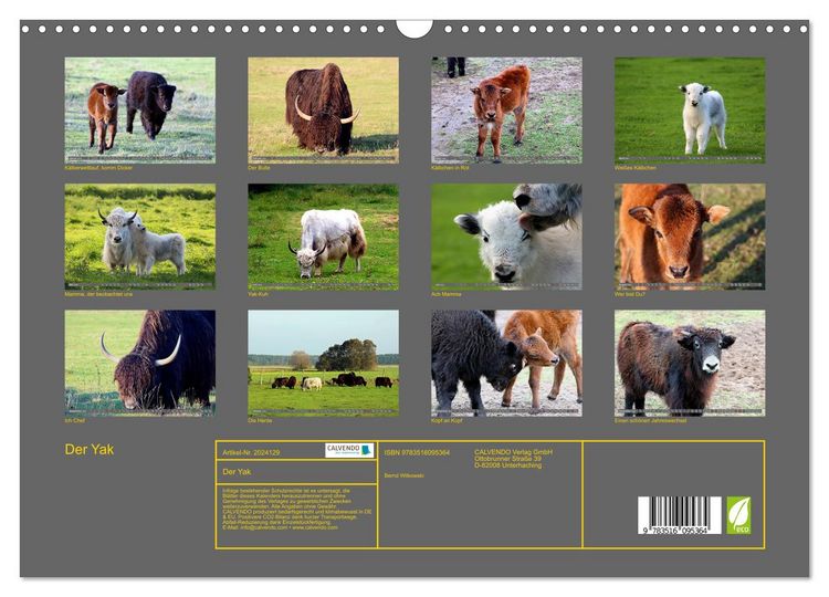 Produktbild: Der Yak (Wandkalender 2026 DIN A3 quer), CALVENDO Monatskalender