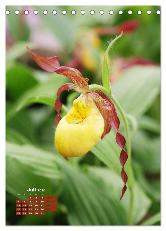 Produktbild: Orchideensch&auml;tze (Tischkalender 2026 DIN A5 hoch), CALVENDO Monatskalender