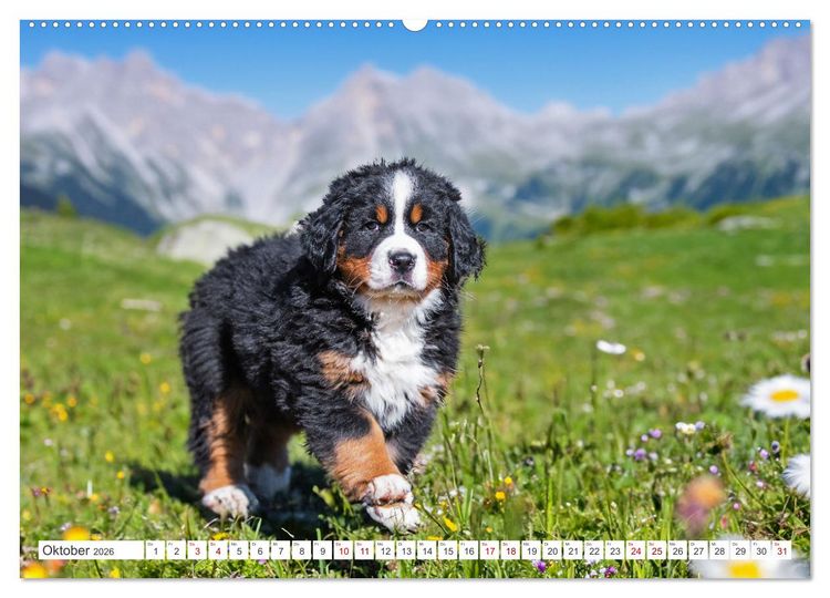 Produktbild: Berner Sennenhund - Der beste Freund f&uuml;rs Leben (Wandkalender 2026 DIN A2 quer), CALVENDO Monatskalender