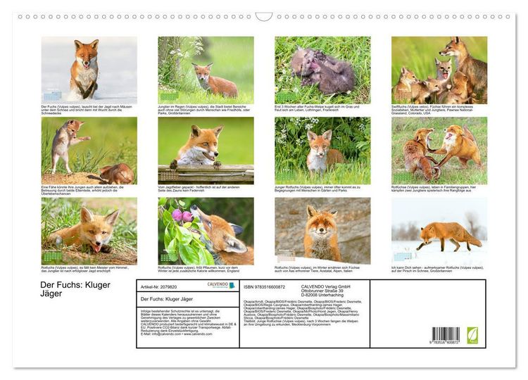 Produktbild: Der Fuchs: Kluger J&auml;ger (Wandkalender 2026 DIN A2 quer), CALVENDO Monatskalender