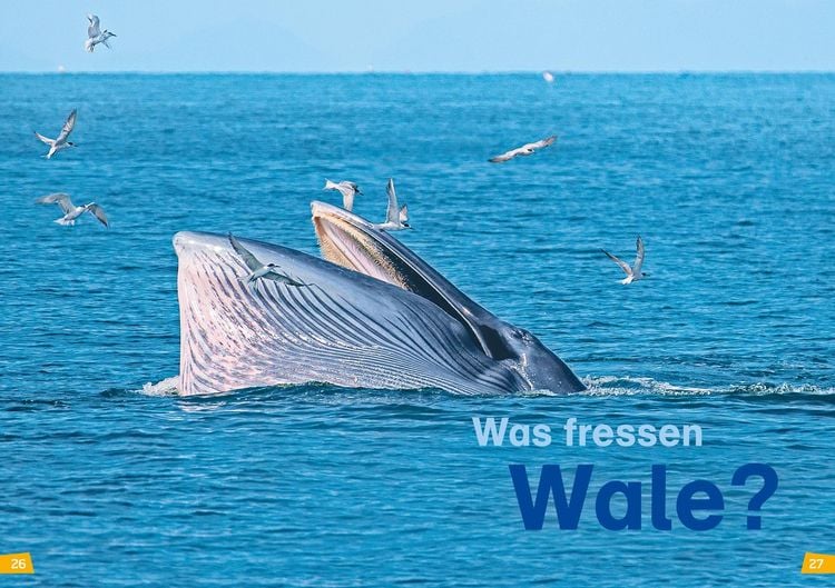 Produktbild: WAS IST WAS Erstes Lesen Band 1. Wale und Delfine