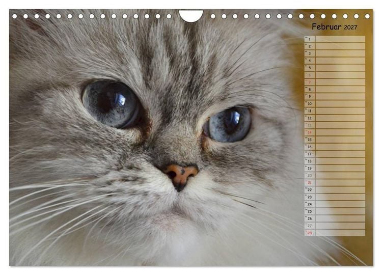Produktbild: Katzen im Portr&auml;t / Geburtstagskalender (Wandkalender 2027 DIN A4 quer), CALVENDO Monatskalender