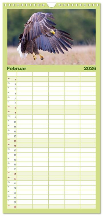Produktbild: Familienplaner 2026 - Seeadler in Polen mit 5 Spalten (Wandkalender, 21 x 45 cm) CALVENDO