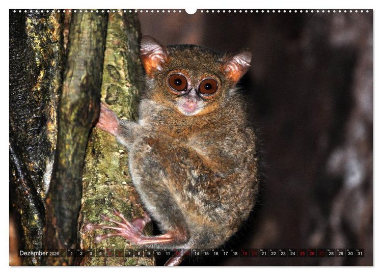 Produktbild: Planet der seltenen Affen (Wandkalender 2026 DIN A2 quer), CALVENDO Monatskalender