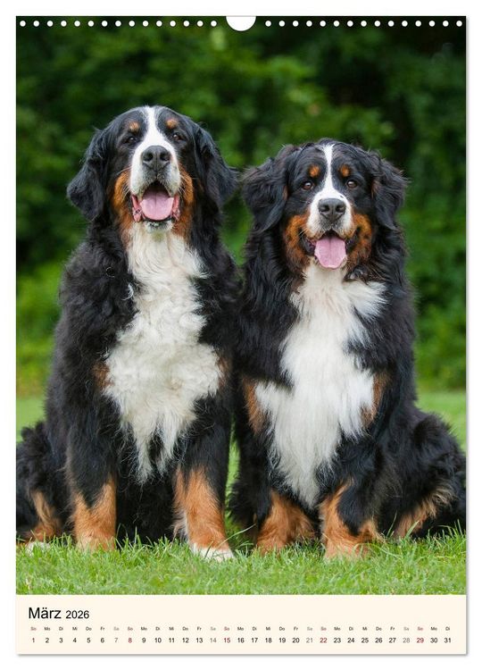 Produktbild: Die sch&ouml;nste Rasse der Welt - Berner Sennenhund (Wandkalender 2026 DIN A3 hoch), CALVENDO Monatskalender