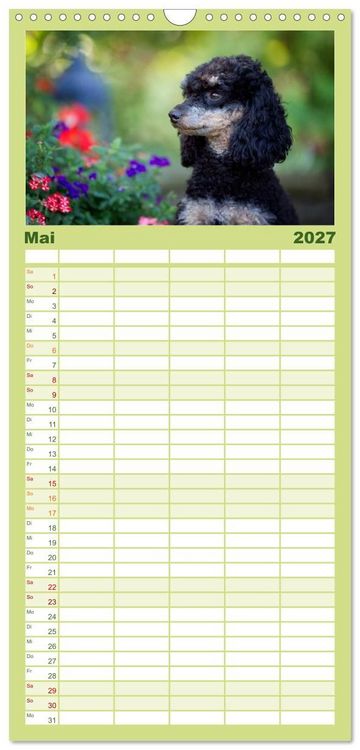 Produktbild: Familienplaner 2027 - Pudel mit 5 Spalten (Wandkalender, 21 x 45 cm) CALVENDO