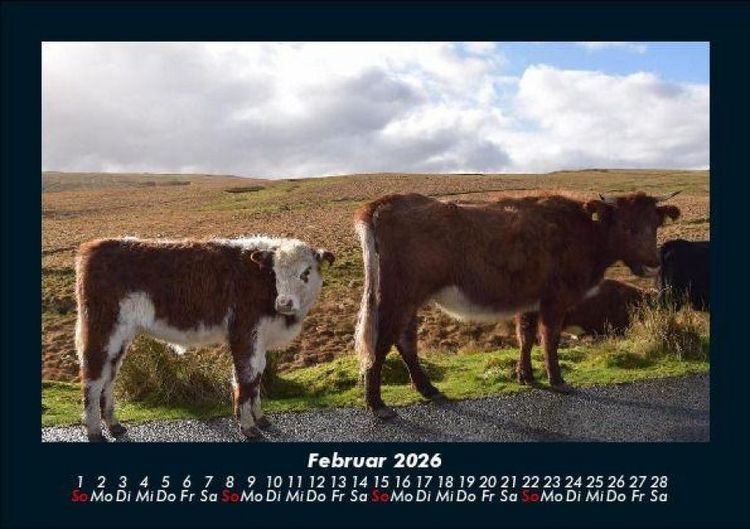 Produktbild: Kuhkalender 2026 Fotokalender DIN A5