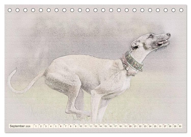Produktbild: Whippet 2026 (Tischkalender 2026 DIN A5 quer), CALVENDO Monatskalender
