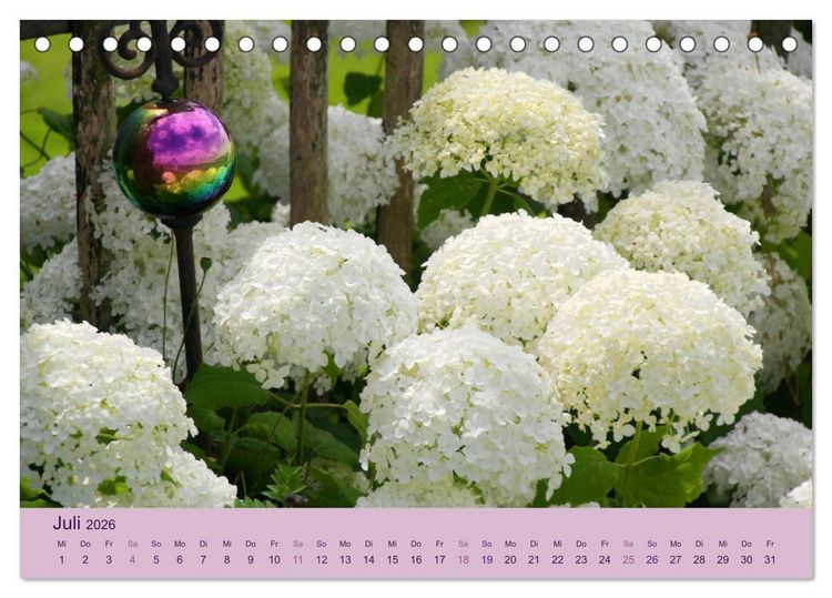Produktbild: Hortensien 2026. Farbenpr&auml;chtige Impressionen aus dem Garten (Tischkalender 2026 DIN A5 quer), CALVENDO Monatskalender
