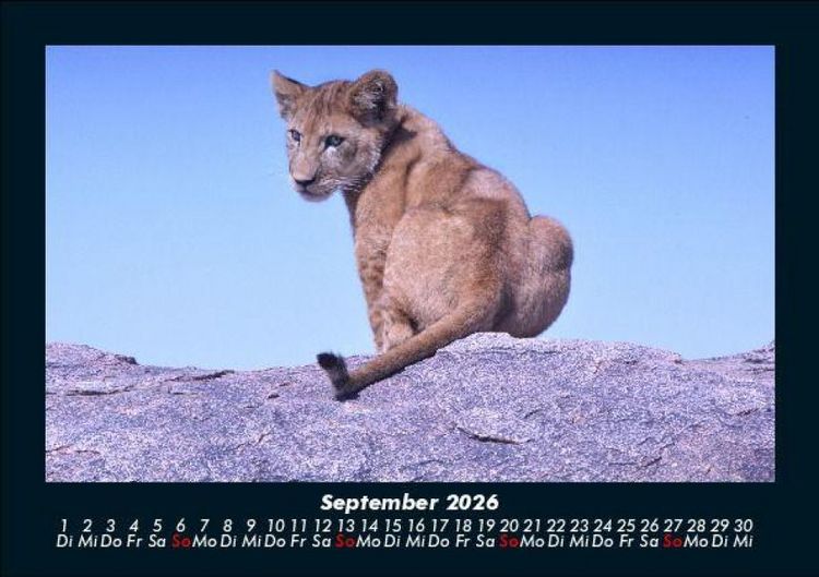 Produktbild: L&ouml;wen in der Wildnis 2026 Fotokalender DIN A5