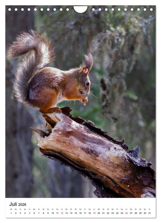 Produktbild: Eichh&ouml;rnchen - Einfach zum Verlieben (Wandkalender 2026 DIN A4 hoch), CALVENDO Monatskalender