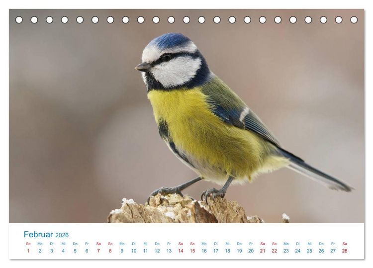Produktbild: Singv&ouml;gel - 12 Arten im Garten (Tischkalender 2026 DIN A5 quer), CALVENDO Monatskalender