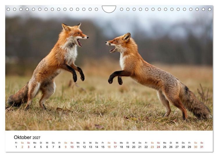 Produktbild: F&uuml;chse - Wanderer durch Moos und Farn (Wandkalender 2027 DIN A4 quer), CALVENDO Monatskalender
