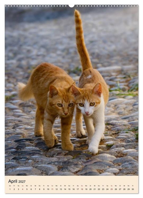 Produktbild: Katzen von Rhodos (hochwertiger Premium Wandkalender 2027 DIN A2 hoch), Kunstdruck in Hochglanz