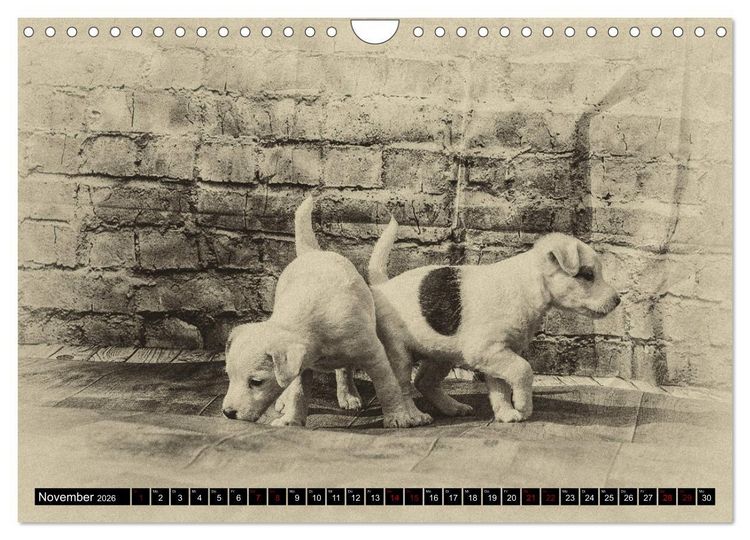 Produktbild: Parson Jack Russel Welpen (Wandkalender 2026 DIN A4 quer), CALVENDO Monatskalender