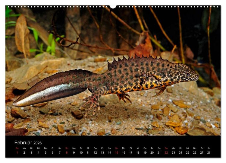 Produktbild: Salamander und Molche (Wandkalender 2026 DIN A2 quer), CALVENDO Monatskalender