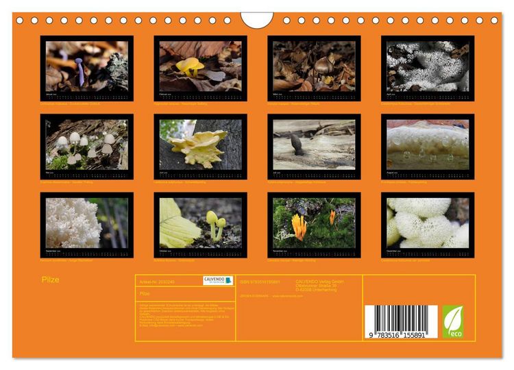 Produktbild: Pilze (Wandkalender 2026 DIN A4 quer), CALVENDO Monatskalender