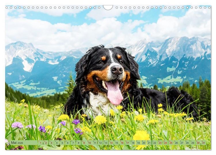 Produktbild: Berner Sennenhunde - Mit jedem Blick ein St&uuml;ck Geborgenheit (Wandkalender 2026 DIN A3 quer), CALVENDO Monatskalender