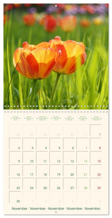 Produktbild: Tulipes charmantes et fra&icirc;ches (Calendrier mural carr&eacute; 2026 30x30 cm) Calendrier double avec une page pour vos prises de notes