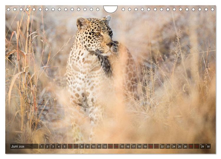 Produktbild: Safari in Tansania (Wandkalender 2026 DIN A4 quer), CALVENDO Monatskalender