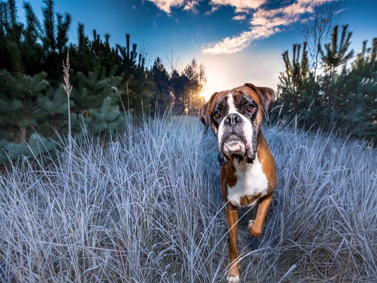 Produktbild: CALVENDO Puzzle Frostiger Sonnenaufgang | 1000 Teile Lege-Gr&ouml;&szlig;e 64x48cm Foto-Puzzle f&uuml;r gl&uuml;ckliche Stunden