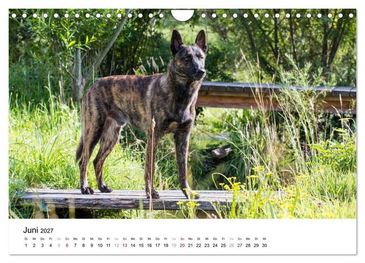 Produktbild: ausdrucksvolle Holl&auml;ndische Sch&auml;ferhunde (Wandkalender 2027 DIN A4 quer), CALVENDO Monatskalender