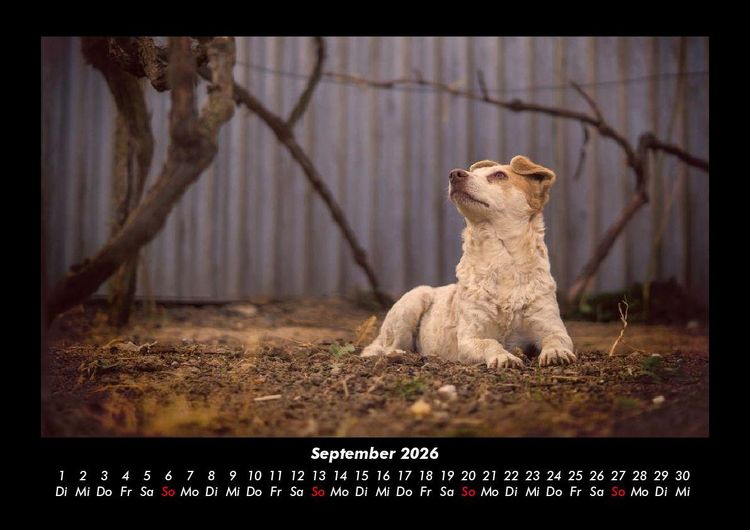 Produktbild: Tierkalender 2026 Fotokalender DIN A3