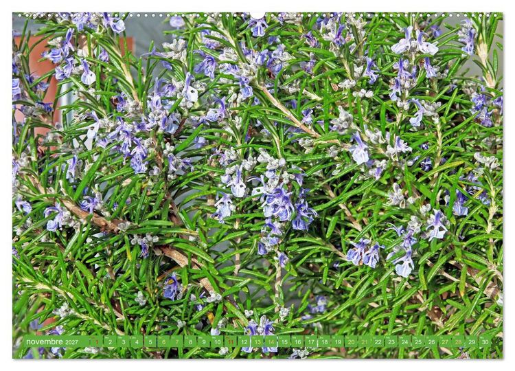 Produktbild: Fleurs du jardin aromatique (Calendrier mural 2027 DIN A2 vertical), CALVENDO calendrier mensuel