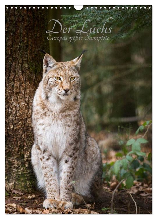 Produktbild: Der Luchs - Europas gr&ouml;&szlig;te Samtpfote (Wandkalender 2026 DIN A3 hoch), CALVENDO Monatskalender