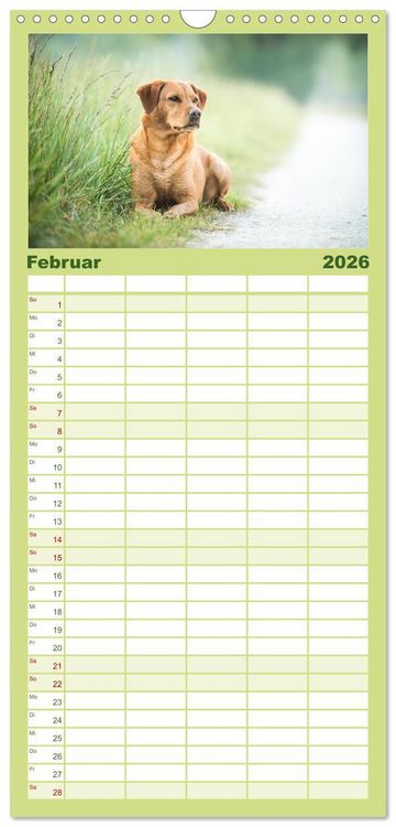 Produktbild: Familienplaner 2026 - Faszination Labrador - gelb, foxred, schwarz mit 5 Spalten (Wandkalender, 21 x 45 cm) CALVENDO