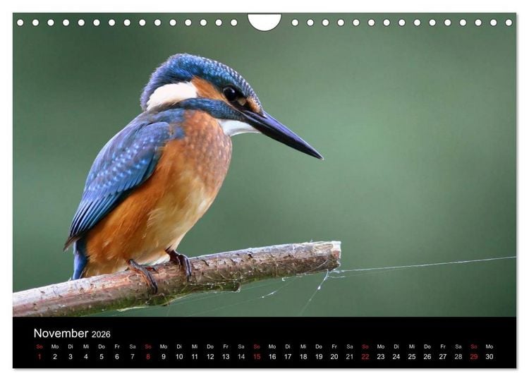 Produktbild: IM LAND DER EISV&Ouml;GEL (Wandkalender 2026 DIN A4 quer), CALVENDO Monatskalender