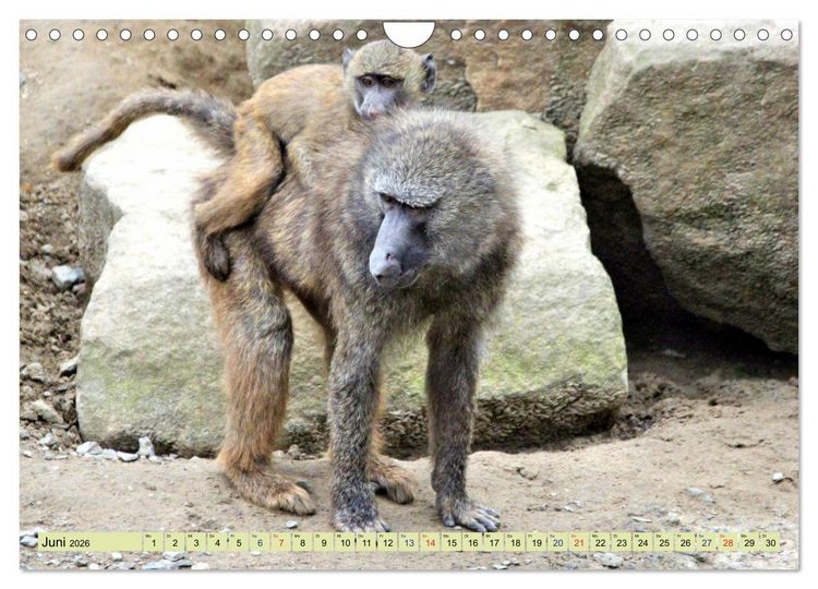 Produktbild: Ganz sch&ouml;n affig - Der Kalender der Affen (Wandkalender 2026 DIN A4 quer), CALVENDO Monatskalender