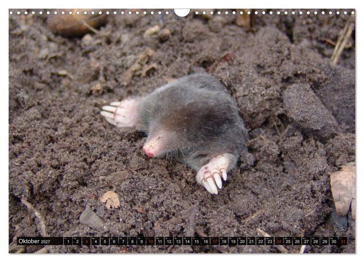 Produktbild: Abneigung und Ekel. Die unbeliebtesten Tiere (Wandkalender 2027 DIN A3 quer), CALVENDO Monatskalender