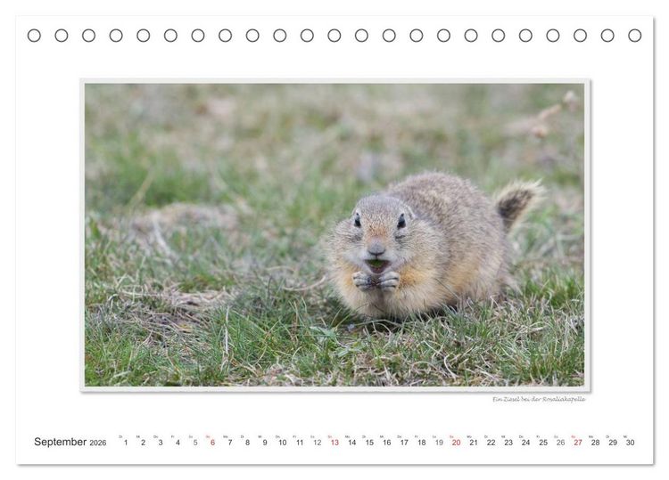 Produktbild: Neusiedler See / CH-Version (Tischkalender 2026 DIN A5 quer), CALVENDO Monatskalender
