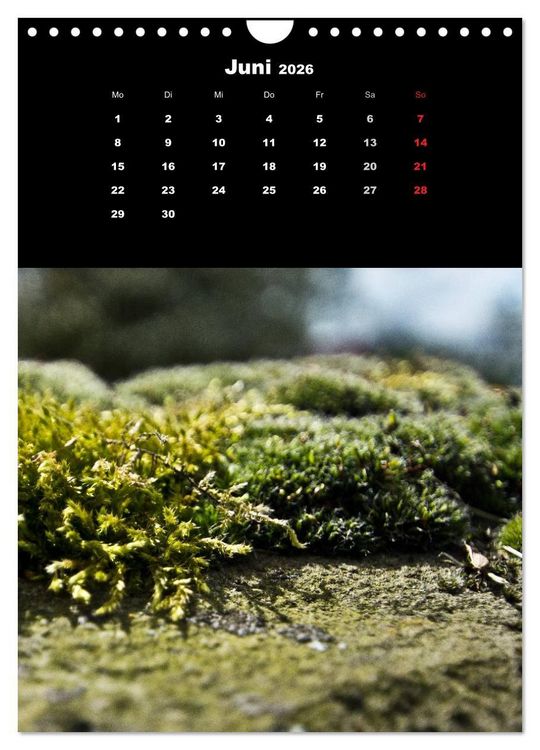Produktbild: Die Welt der Moose. Ein Blick nach unten (Wandkalender 2026 DIN A4 hoch), CALVENDO Monatskalender