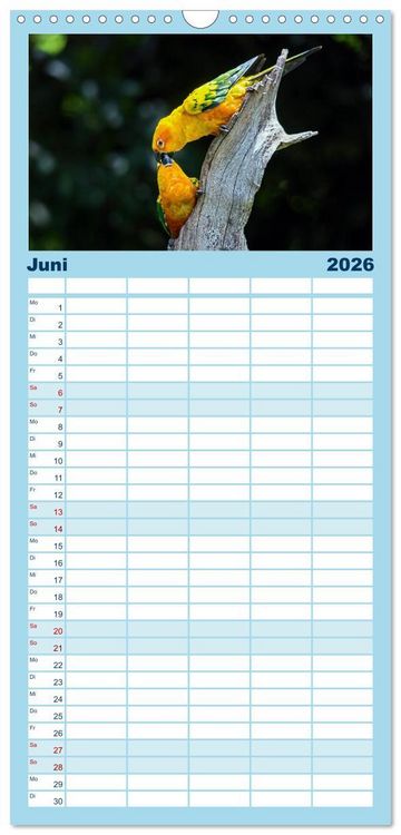Produktbild: Familienplaner 2026 - Papageien - Frech, sch&ouml;n und schlau mit 5 Spalten (Wandkalender, 21 x 45 cm) CALVENDO