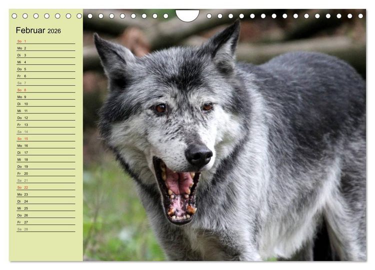 Produktbild: Im Rudel Zuhause - Der Wolf (Wandkalender 2026 DIN A4 quer), CALVENDO Monatskalender