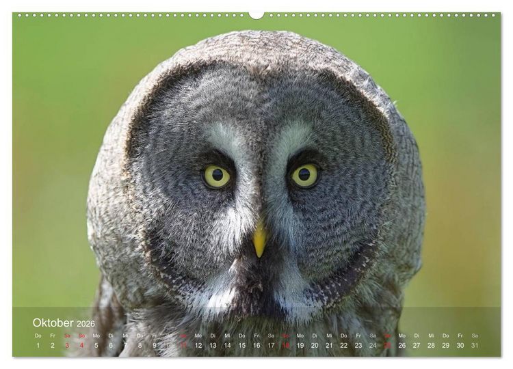 Produktbild: Eulen-Kalender (hochwertiger Premium Wandkalender 2026 DIN A2 quer), Kunstdruck in Hochglanz
