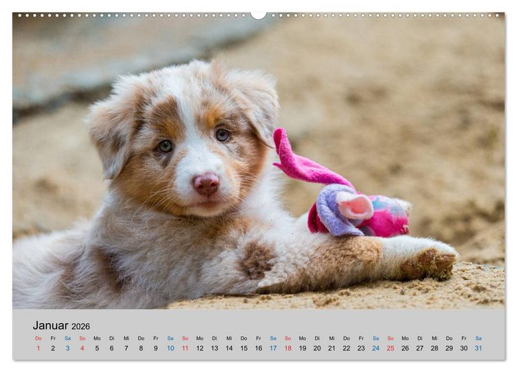 Produktbild: Australian Shepherd Welpen 2026 (hochwertiger Premium Wandkalender 2026 DIN A2 quer), Kunstdruck in Hochglanz