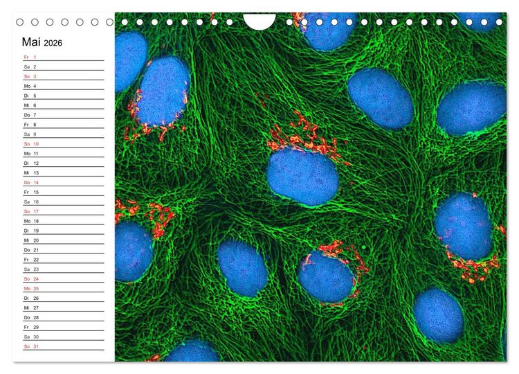 Produktbild: Mikrobiologie. Mikroorganismen, Genetik und Zellen (Wandkalender 2026 DIN A4 quer), CALVENDO Monatskalender