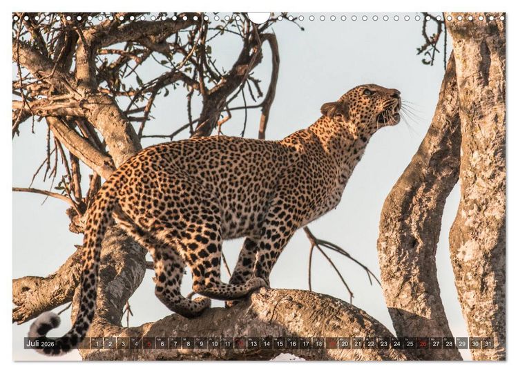 Produktbild: Leoparden - Geheimnisvolle J&auml;ger (Wandkalender 2026 DIN A3 quer), CALVENDO Monatskalender
