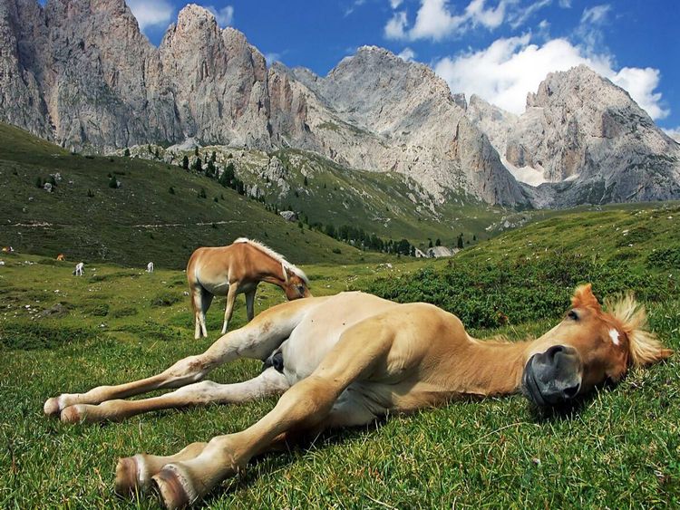 Produktbild: CALVENDO Puzzle Pferdehimmel | 1000 Teile Lege-Gr&ouml;&szlig;e 64x48cm Foto-Puzzle f&uuml;r gl&uuml;ckliche Stunden