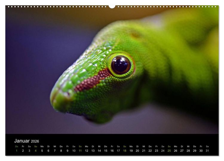 Produktbild: Reptilien (hochwertiger Premium Wandkalender 2026 DIN A2 quer), Kunstdruck in Hochglanz