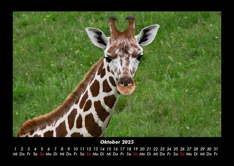 Produktbild: Giraffen 2025 Fotokalender DIN A3