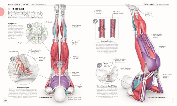 Produktbild: Yoga verstehen - Die Anatomie der Yoga-Haltungen