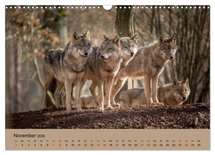Produktbild: Wolfsrudel (Wandkalender 2026 DIN A3 quer), CALVENDO Monatskalender