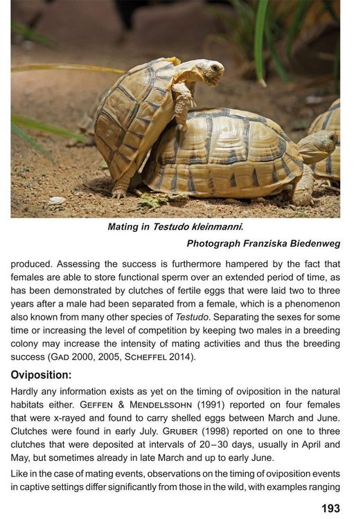 Produktbild: The Egyptian Tortoise, Testudo kleinmanni Lortet, 1883