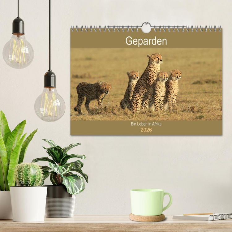Produktbild: Geparden - Ein Leben in Afrika (Wandkalender 2026 DIN A4 quer), CALVENDO Monatskalender