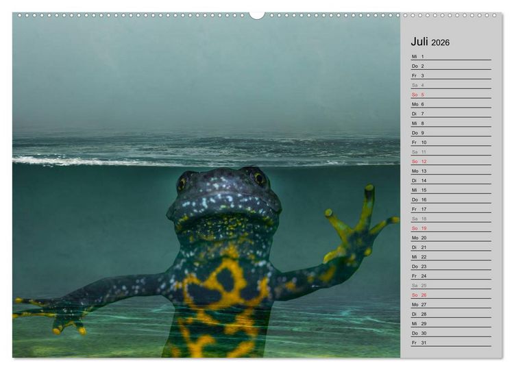 Produktbild: Salamander und Co. (Wandkalender 2026 DIN A2 quer), CALVENDO Monatskalender