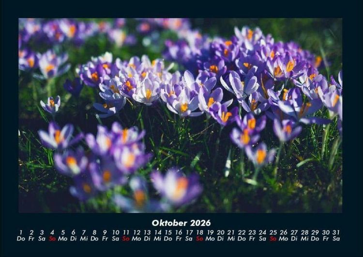 Produktbild: Blumenzauber 2026 Fotokalender DIN A4